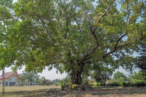 Giant Ficus Religiosa Tree (Bo Tree, Bodhi Tree, Pipal Tree) in buddhist temple with blue sky background, taken in Thailand. 