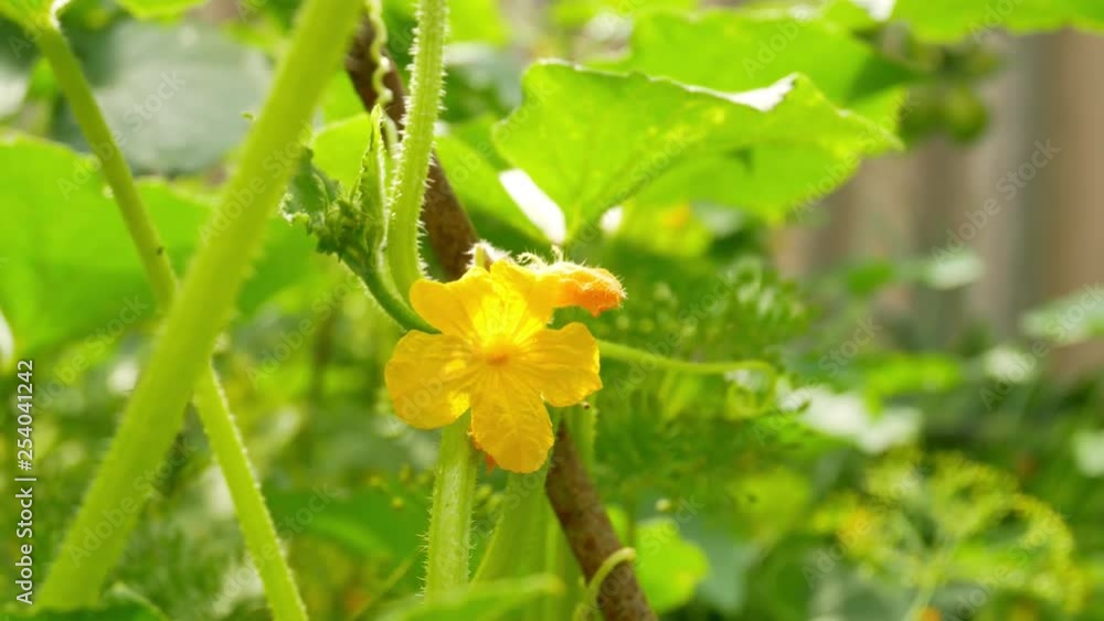 Yellow female flower of cucumber in field plant Yellow female flower of cucumber in field plant