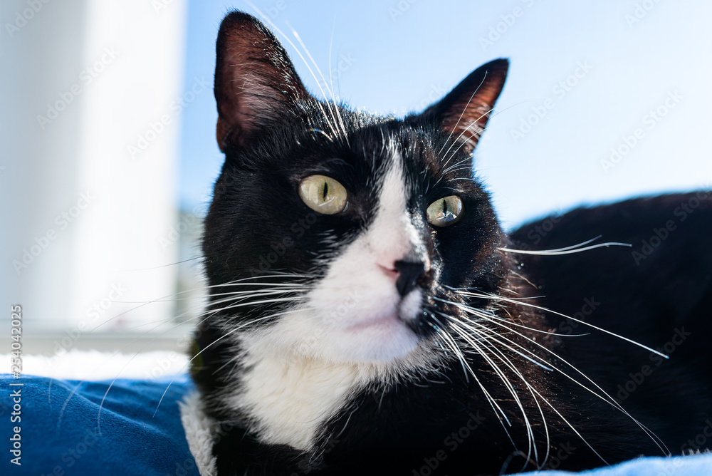 A black cat with a black and white snout, lying on a blue bed on a windowsill, a blue sky in the background. A black cat with a black and white snout, lying on a blue bed on a windowsill, a blue sky in the background.