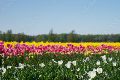 Fototapeta Naklejka Na Ścianę i Meble -  Netherlands,Lisse, a flower in a field