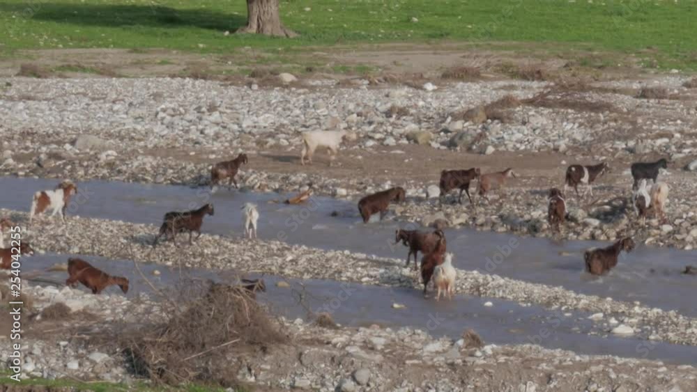 Close shot of a herd of goats crossing a rocky river Close shot of a herd of goats crossing a rocky river