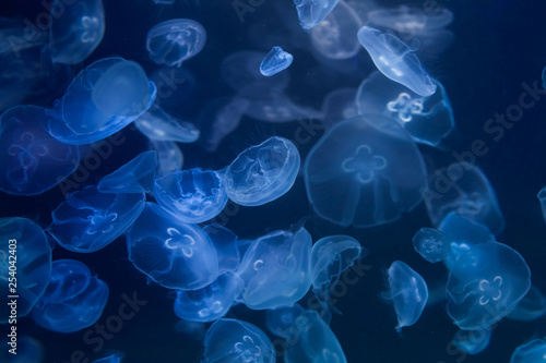 Fototapeta Naklejka Na Ścianę i Meble -  Moon jellyfish underwater close up. Aurelia aurita.