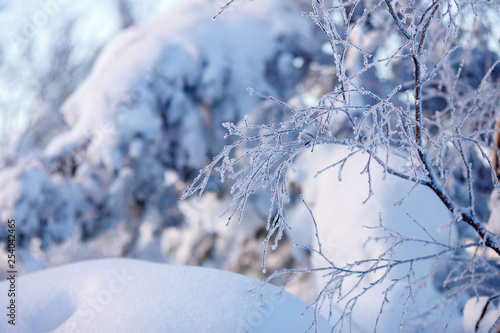 At focus twig covered with hoarfrost, background blurred in white and blue © Parilov