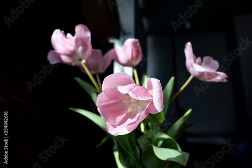 Fototapeta Naklejka Na Ścianę i Meble -  Bouquet of fresh pink tulips for March 8 in the rays of the sun