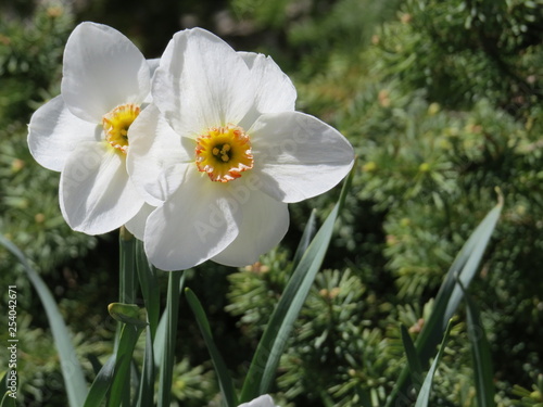 narcissus poeticus