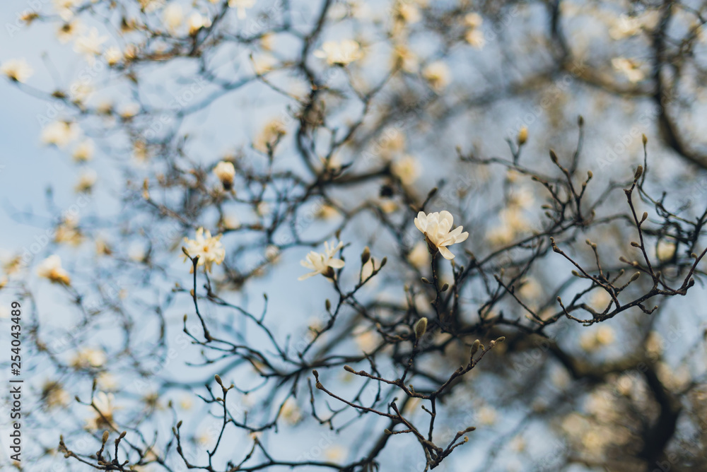 stellata magnolia flowers on a branch in the spring stellata magnolia flowers on a branch in the spring