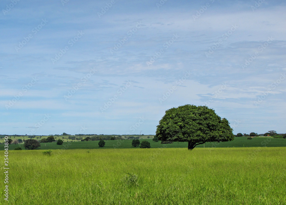 Mango tree and a green field