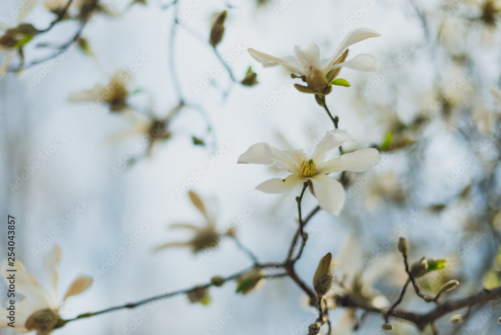 stellata magnolia flowers on a branch in the spring stellata magnolia flowers on a branch in the spring