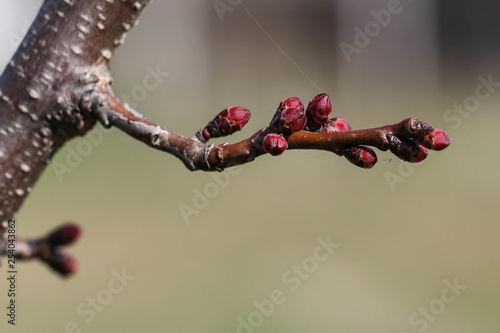 The first buds on the plum tree photo