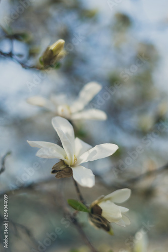 stellata magnolia flowers on a branch in the spring