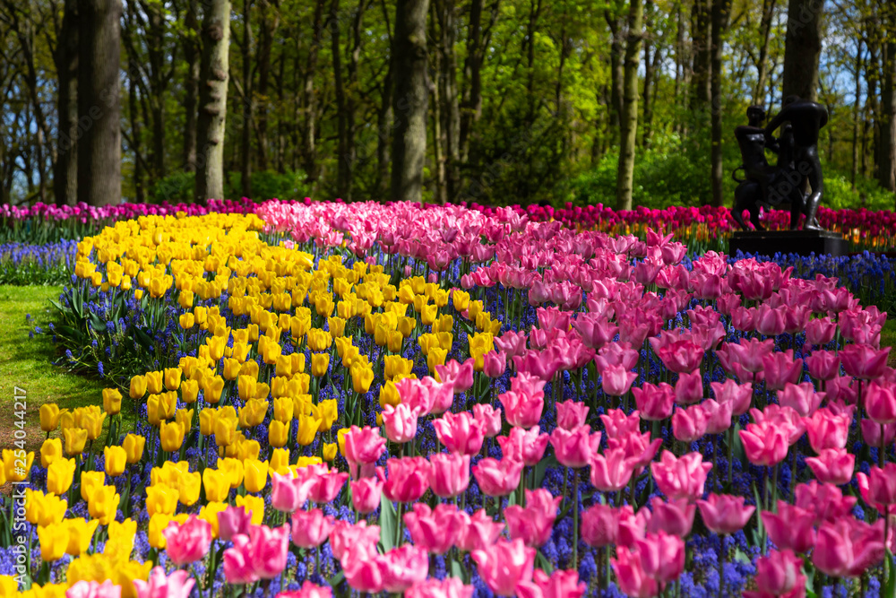 Tulip bloom in Keukenhof Flower Garden, the largest tulip park in the world. Colorful blooming fields and flower alleys, The Netherlands, Holland, Lisse, Europe. 