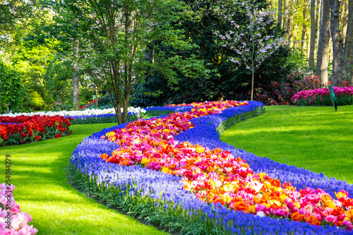 Tulip bloom in Keukenhof Flower Garden, the largest tulip park in the world. Colorful blooming fields and flower alleys, The Netherlands, Holland, Lisse, Europe. 
