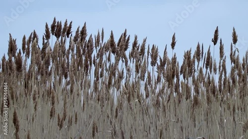 High marsh grass against the sky.
