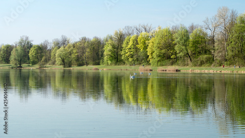 Schwäne auf dem ruhigen See in der Frühlingslandschaft