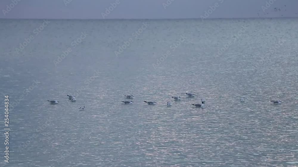 A flock of seagulls swims on the sea not far from the coast. A flock of seagulls swims on the sea not far from the coast.
