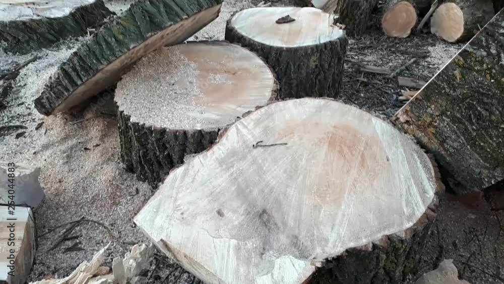 Cut wood blocks, firewood and stump Cut wood blocks, firewood and stump