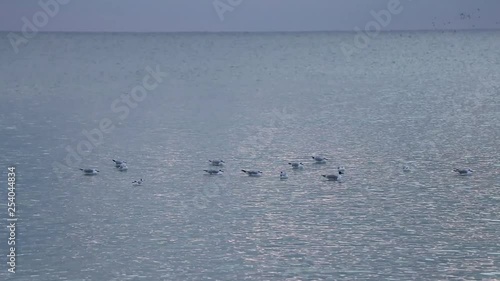 A flock of seagulls swims on the sea not far from the coast.
