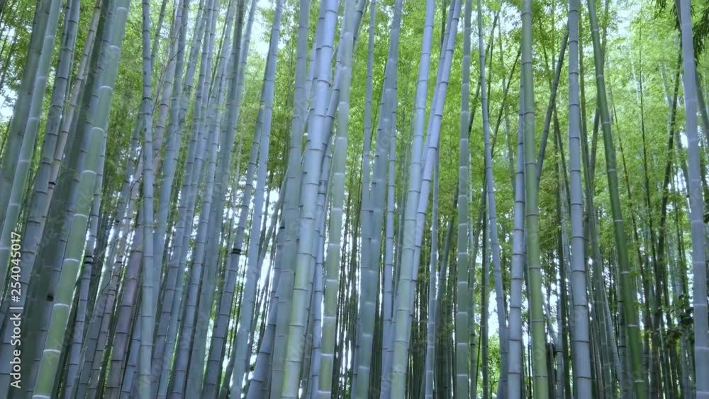 Bamboo Forest in Japan - a wonderful place for recreation Bamboo Forest in Japan - a wonderful place for recreation