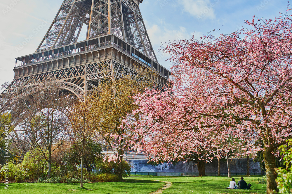 couple in love admiring beautiful pink cherry blossom near the Eiffel tower in Paris - obrazy, fototapety, plakaty 