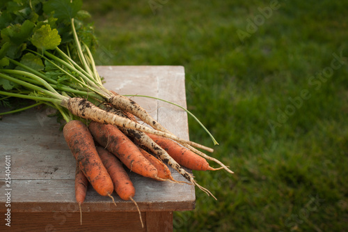Carrots and parsnips, first spring summer crop. Healthy food, gardening.