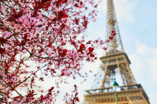 Beautiful pink cherry blossom near the Eiffel tower in Paris © Ekaterina Pokrovsky