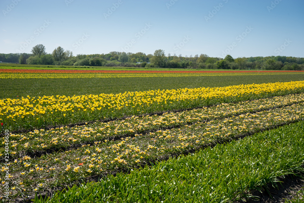 Netherlands,Lisse, a yellow flower in a field