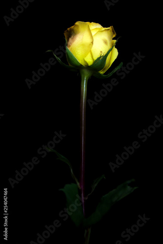 yellow rose isolated on black background