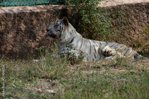 The white tigers are unique due to the color. This color makes them unique. This is very cool and as cute as looks. Their blue eyes and pink noses make these tigers unique.   © Ankur