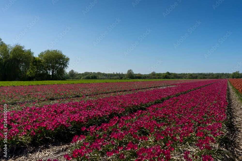 Netherlands,Lisse, a red flower in a field