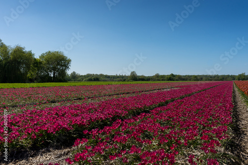 Wallpaper Mural Netherlands,Lisse, a red flower in a field Torontodigital.ca
