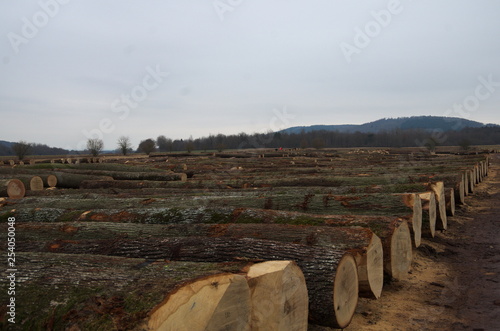 Eichenstämme liegen zur Wertholz Submission bereit