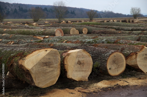 Lagerplatz für Submissions Eichenstämme