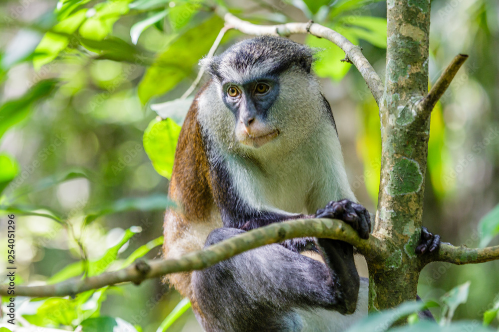 Fototapeta premium Lekki Conservation