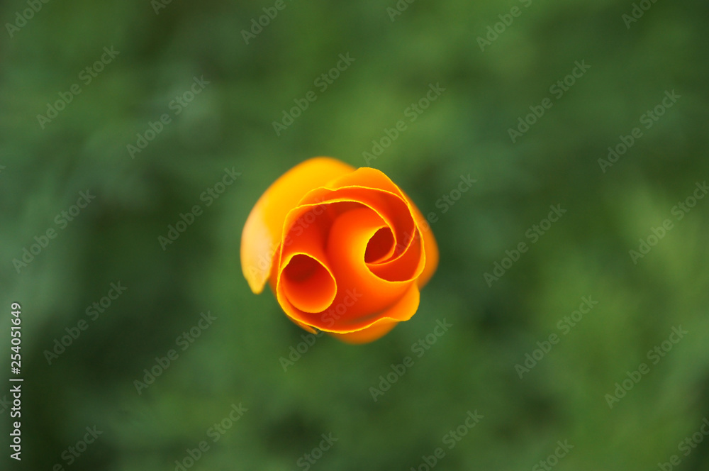 Obraz premium wonderful orange rose from above - Peru South America