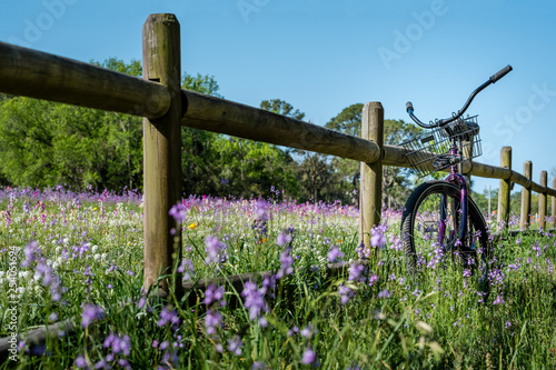 Field of purple flowers with bicycle on wood fence