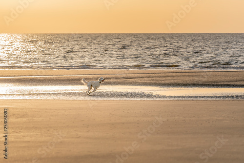 Happy goldendoodle dog running on beach with ball in mouth photo