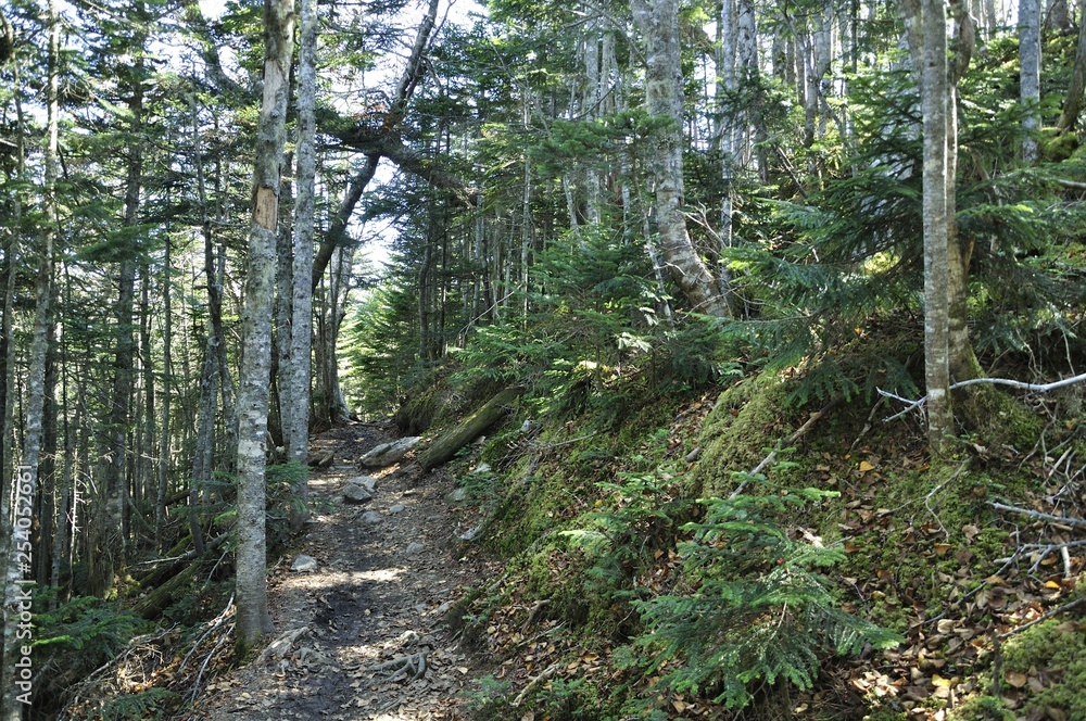 Fototapeta premium 奥秩父 県堺の山道