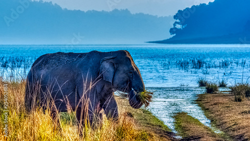 Indian elephant (Elephas maximus indicus) with Ramganga Reservoir in background - Jim Corbett National Park, India photo