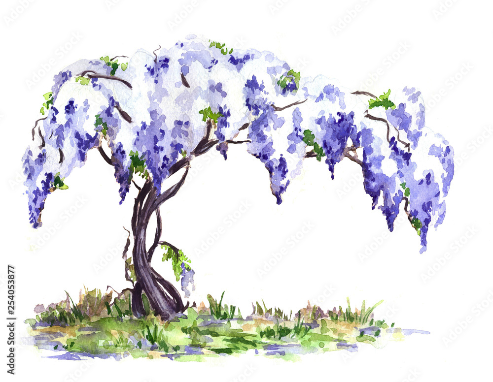 Blue blooming wisteria vine. Hand drawn sketch, watercolor illustration