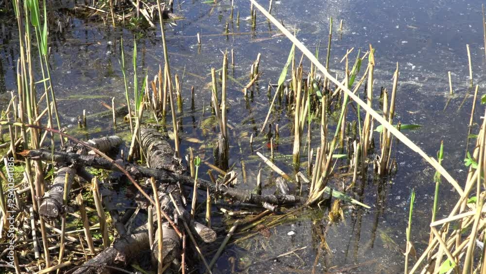 Ringelnatter (Natrix natrix) schlängelt sich am Ufer eines Sees entlang Ringelnatter (Natrix natrix) schlängelt sich am Ufer eines Sees entlang