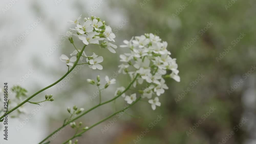 White flowers close up. Beautiful nature scene with blooming Summer flowers. White flowers close up. Beautiful nature scene with blooming Summer flowers.