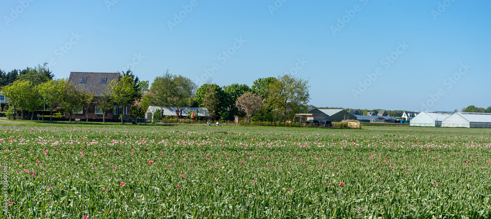 Obraz premium Netherlands,Lisse, a group of people looking at a flower field