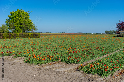 Netherlands,Lisse, SCENIC VIEW OF FLOWERING PLANTS ON FIELD AGAINST SKY