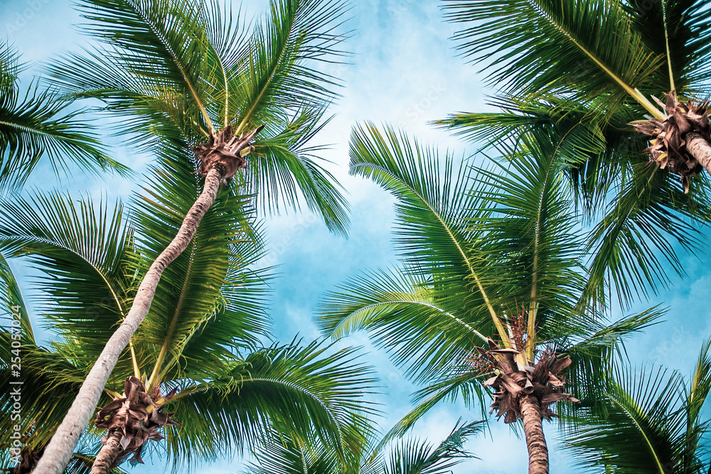 Obraz premium Palm Trees