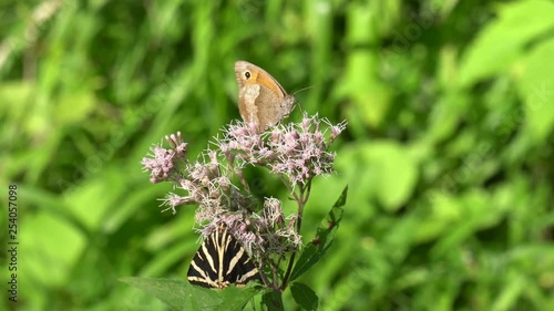 Schmetterlinge saugen Nektar auf Blüte des Wasserdosts, Russischer Bär (Euplagia quadripunctaria) und Kaisermantel (Argynnis paphia) photo