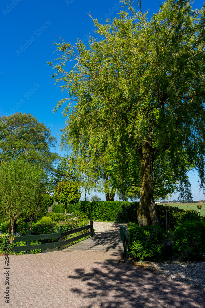 Netherlands,Lisse, TREES GROWING BY ROAD AGAINST SKY