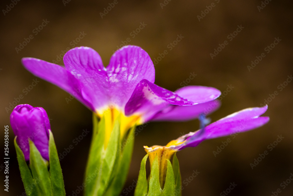 Spring flower Spring flower