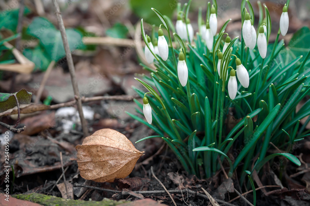 Snowdrops in the forest Snowdrops in the forest