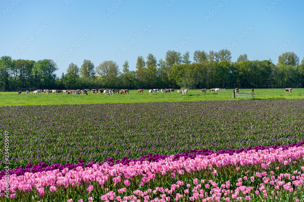 Netherlands,Lisse, a pink flower is standing in the middle of a field