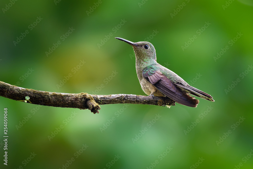 Scaly-breasted hummingbird - Phaeochroa cuvierii species of hummingbird in the family Trochilidae. Scaly-breasted hummingbird - Phaeochroa cuvierii species of hummingbird in the family Trochilidae.